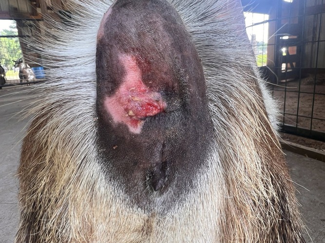 squamous-cell-carcinoma-in-goats